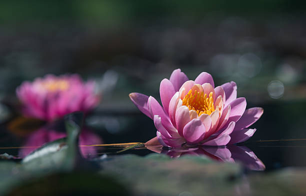 istock Lotus flower or Water lily floating on the pond 2220796896