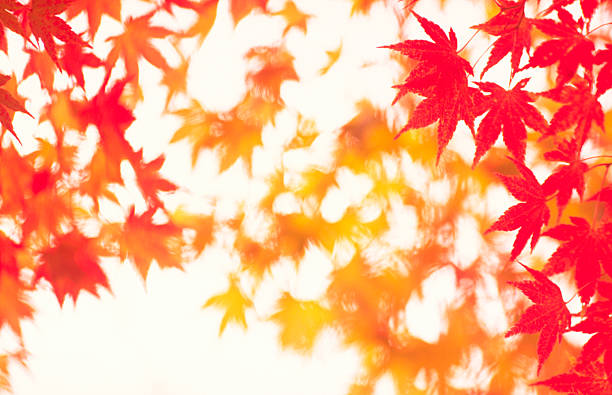 Red maple leaves falling to the ground in a city park.
