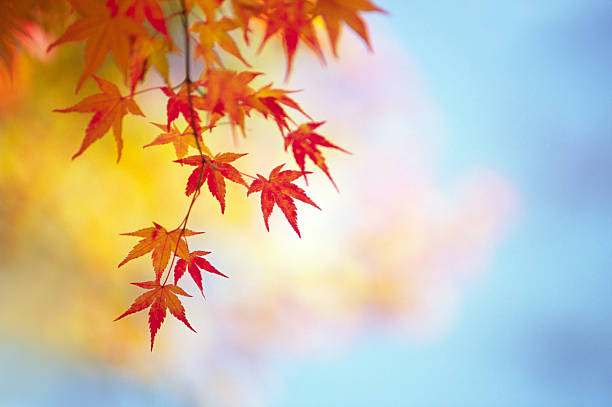 red and orange autumn leaves against colorful background
