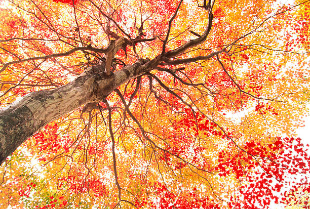 Autumnal  Japanese Maple Tree In The Morning