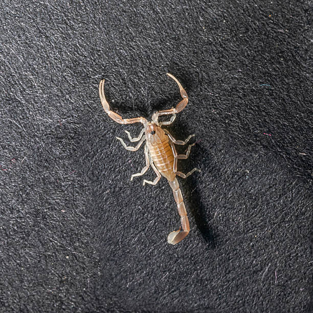 A North African desert specie, on a black textured surface, showing its translucent body, curved tail, and front pincers in clear detail