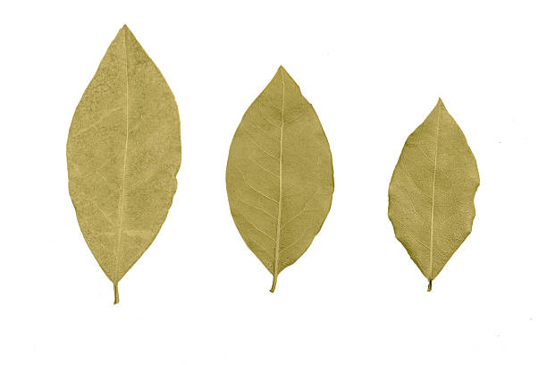 Dry bay leaves on isolated white background. Green laurel spice. Top view