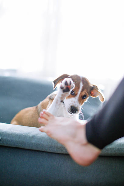 istock Girl and Dog 2220801187