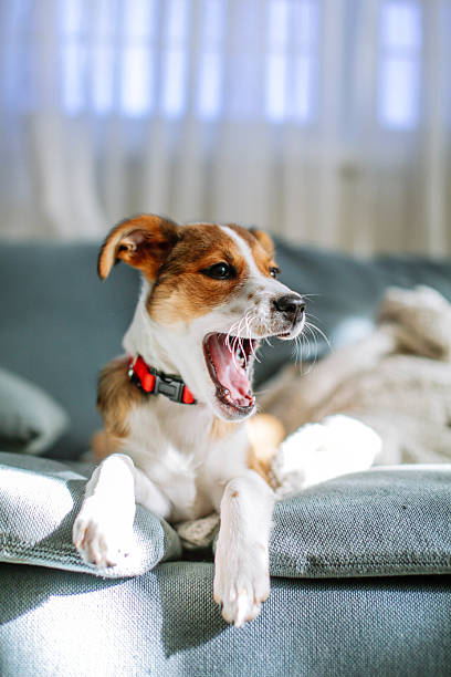 istock Girl and Dog 2220801197