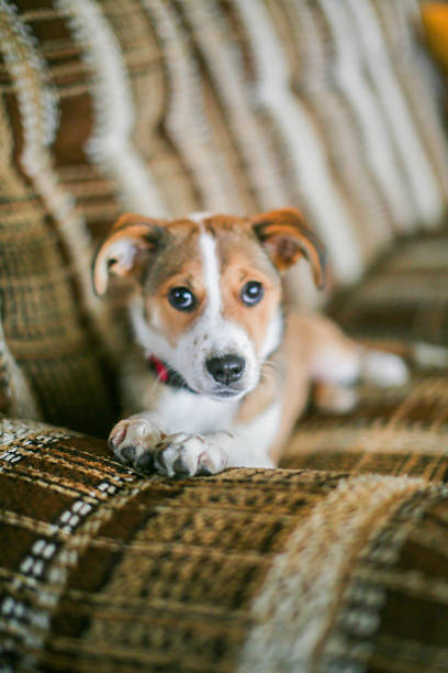 istock Girl and Dog 2220801200