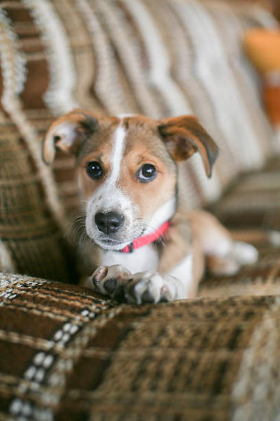 istock Girl and Dog 2220801201