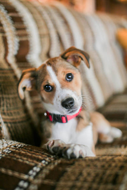 istock Girl and Dog 2220801204