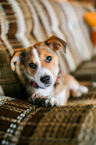 istock Girl and Dog 2220801205