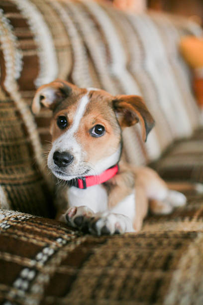 istock Girl and Dog 2220801207