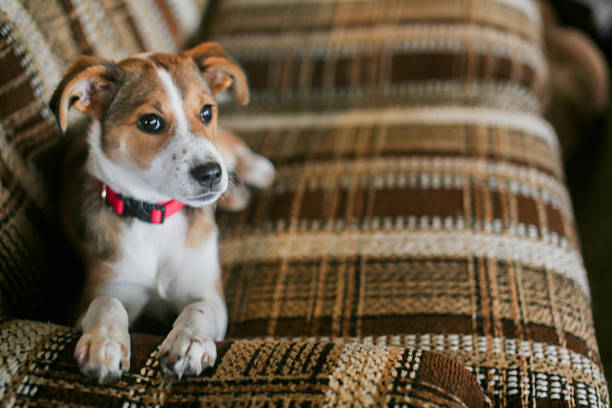 istock Girl and Dog 2220801208