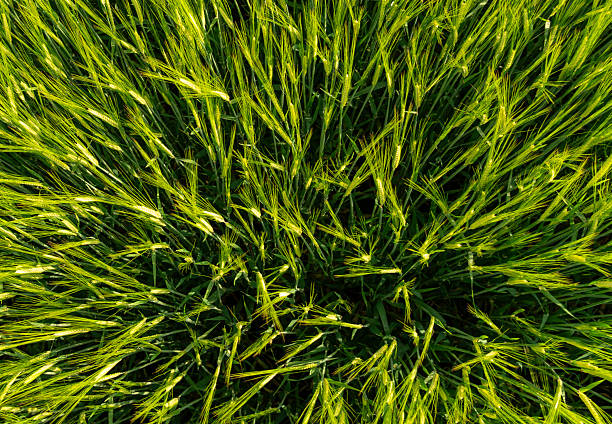 istock Vibrant green grass covers the ground, illuminated by soft morning light, while the breeze causes the blades to sway and dance in unison across the meadow 2220801600
