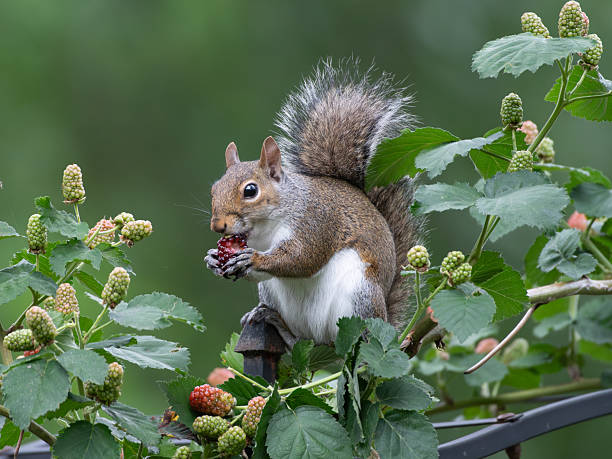 An Eastern Gray Squirrel, Sciurus carolinensis, watches the camera while eating berries on a garden trellis.