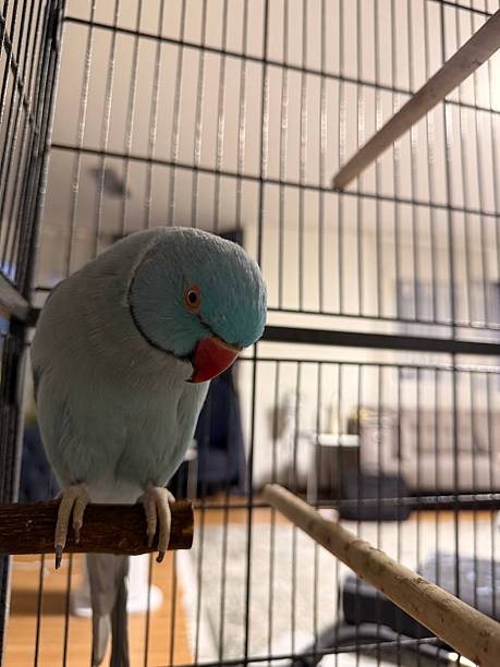 istock Cute Blue Indian Ringneck Parrot in cage perched on a stick 2220802268