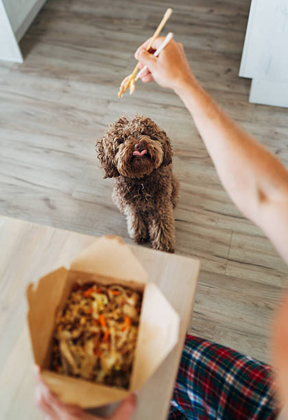 istock Lunch time scene with young man in kitchen eating delivered Thailand pad thai using chopsticks while hungry maltipoo dog watches and man sharing a meal with friend. 2220805639