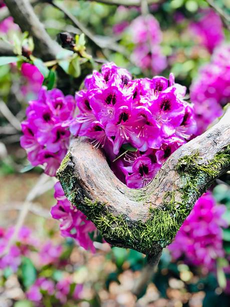 purple flowers on a mossy branch