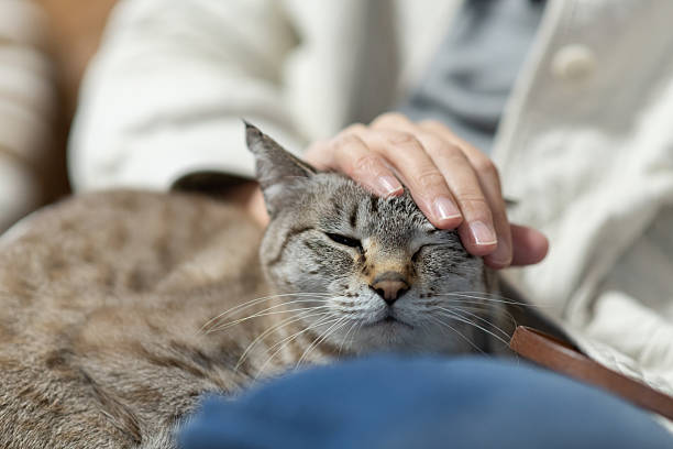 istock Owner petting his cute pet Siamese tabby cat 2220809430
