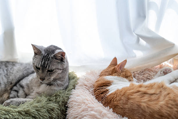 istock Two cute cats relaxing by the window 2220811273
