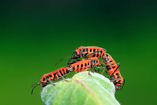 istock lygaeidae insect mating on green leaves 2220811828