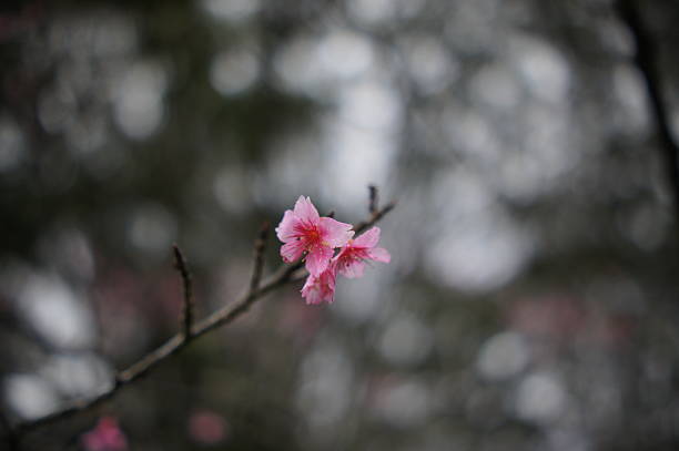 Pink cherry blossom tree in the morning