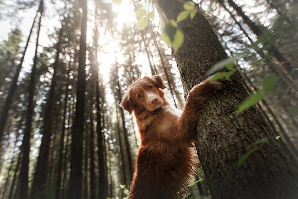 istock the dog hides behind a tree. Pet on nature in the forest. 2220812384
