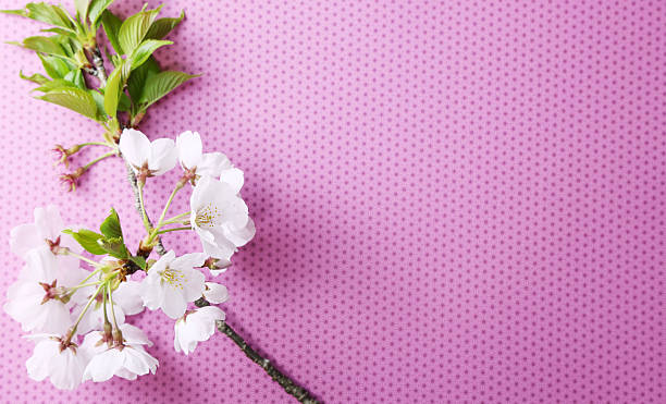 istock cherry blossom on pink background. 2220812974