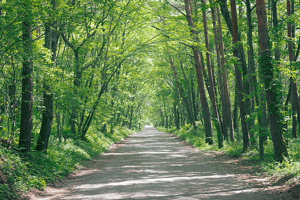 A dirt road through a forest of fresh greenery, early summer on the plateau