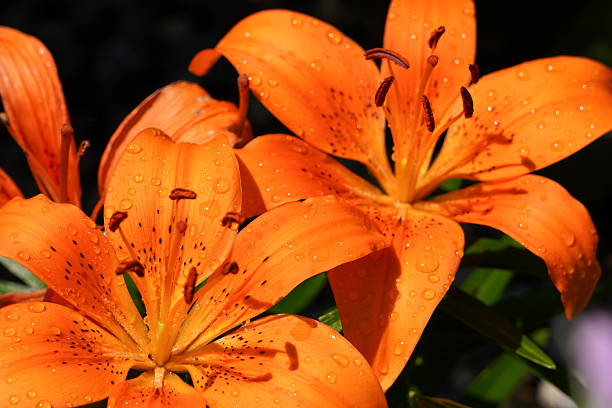 istock Orange Tiger Lilies After the Rain 2220817995