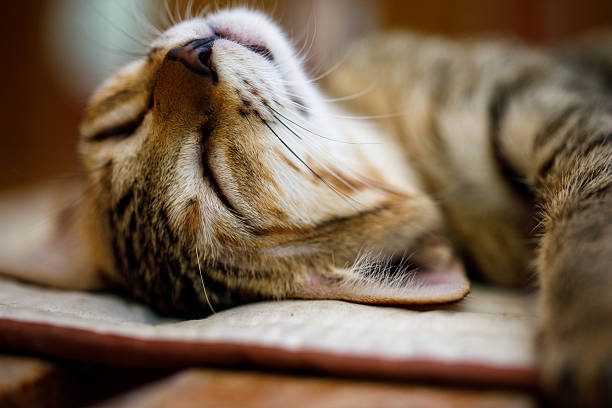 istock A Cozy Cat is Relaxing Comfortably on a Soft and Inviting Surface Inside the Home 2220820831