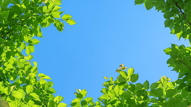 Fresh green leaves with clear blue sky copy space scene