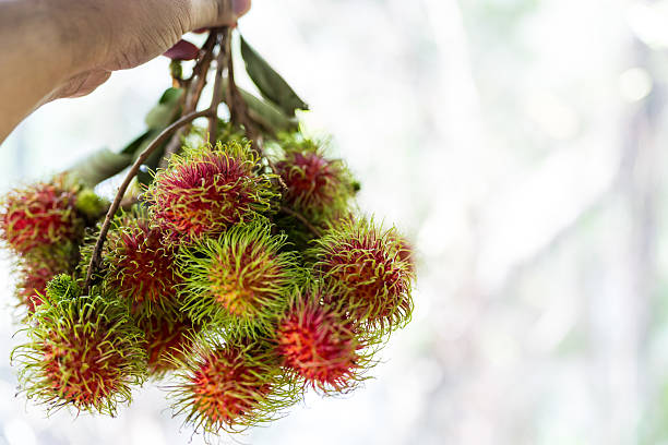 istock Bunch of rambutan with leaves on hand 2220824130