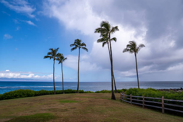 istock Palm trees stand tall on a grassy hill overlooking the ocean under a cloudy sky. 2220824675