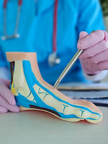 istock Doctor demonstrates anatomical structure of foot using model during consultation concept 2220826542