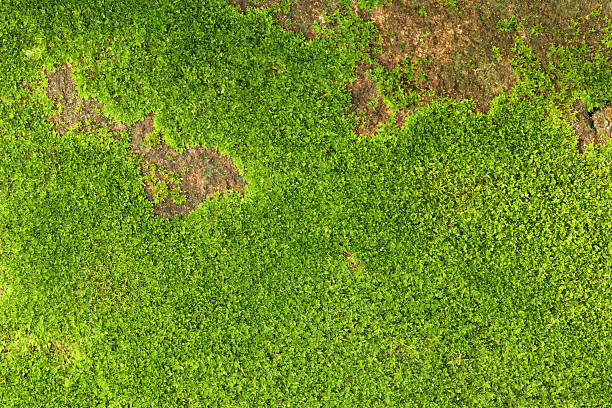 istock Closeup of fresh green moss on stone wall for background and design art work. 2220828183