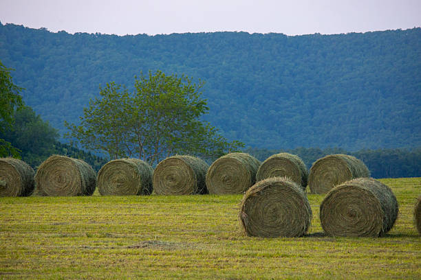 istock Hay bales in the field 2220829898