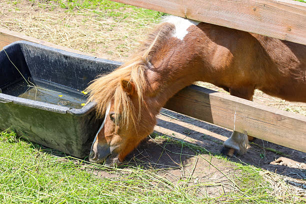 A brown pony with a white spot on its head drinks water from a black container, pushing its head under a wooden fence.