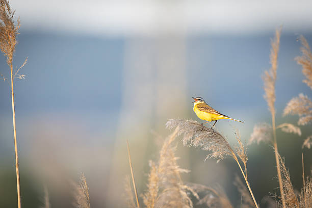 istock A western yellow wagtail (Motacilla flava) perches among the reeds. 2220831693