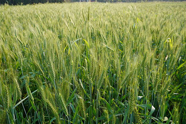 istock Raw wheat seed heads on its plant in the wheat field 2220833630