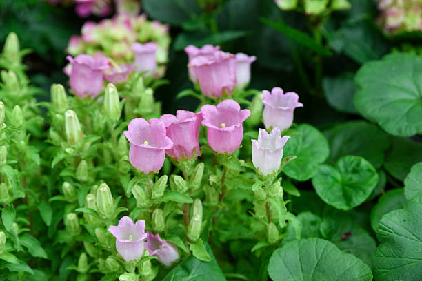 istock Campanula medium Campana Pink in bloom, side view. Common names: bellflower, Canterbury bells. Family: Campanulaceae. 2220834007