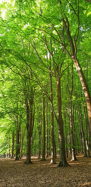 istock In the middle of the forest 2220836664