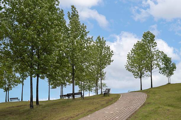 The Road Up the Hill (June 17, 2025, Cheese Theme Park, Imsil-gun, Jeollabuk-do, Korea)