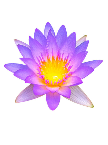 istock Single blooming lotus flower on white background 2220840799