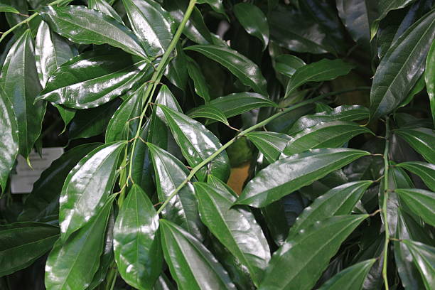 istock detail of cinnamon plant 2220841625
