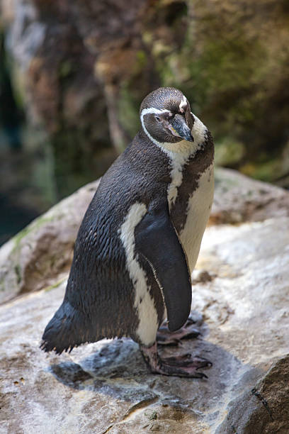 istock penguins walk in a crowd on the ice. 2220841801