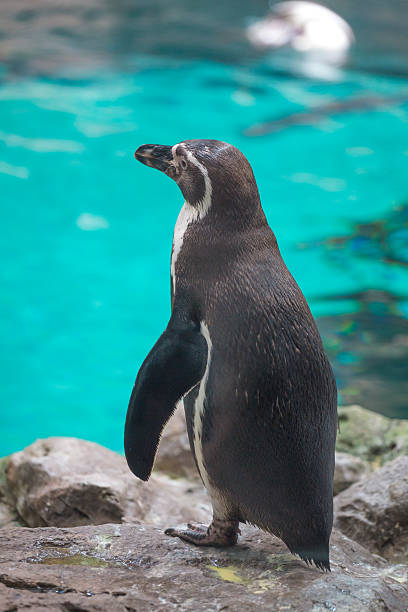 istock penguins walk in a crowd on the ice. 2220841828