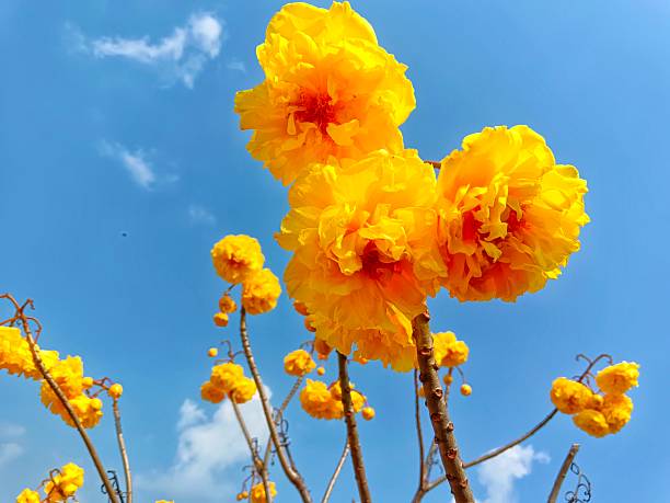 Cochlospermum regium, isolated on bright sky background.