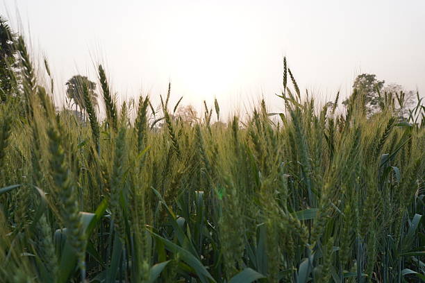 The wheat grain plants are full with ripe grains