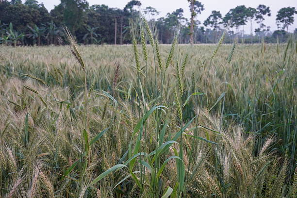 The wheat grains are ready for harvesting in the field