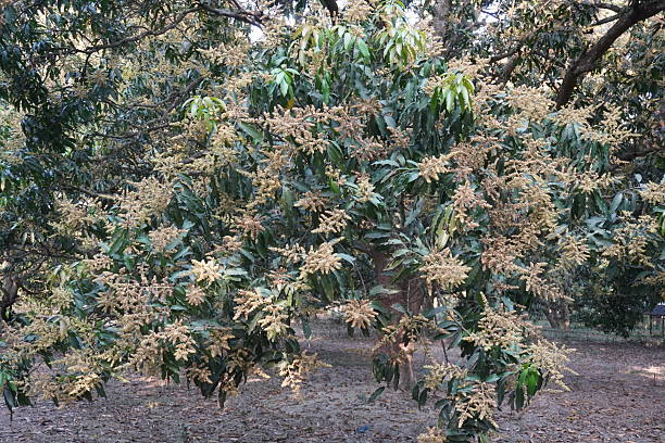 istock The branch of mango tree is full with its flowers 2220847855