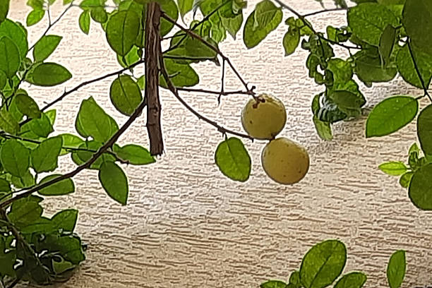 istock Tree Branch with Leaves and Lemons 2220849070