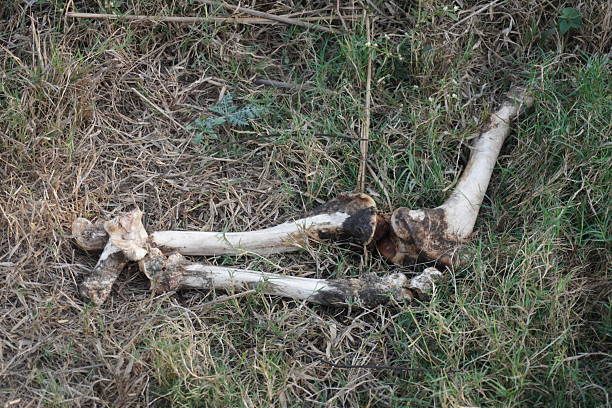 istock Some animal bones are found on the ground 2220849357